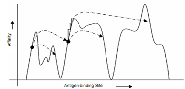 972_Clonal Selection and Affinity Maturation.png